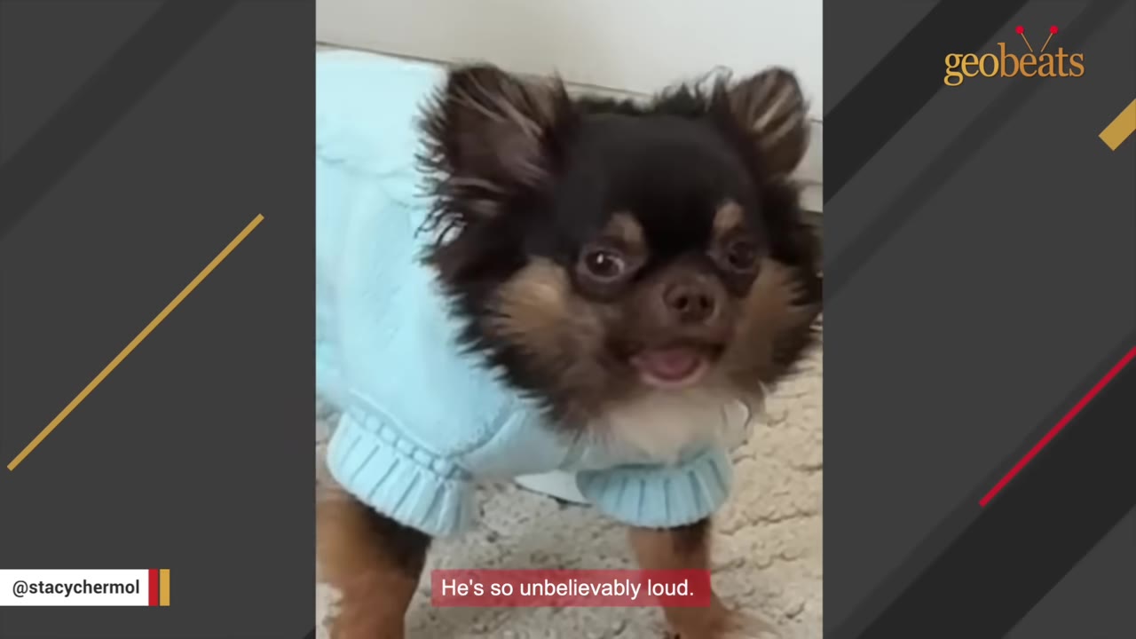 A tiny long-haired Chihuahua wearing a light blue knit sweater stands with its mouth open as if barking.