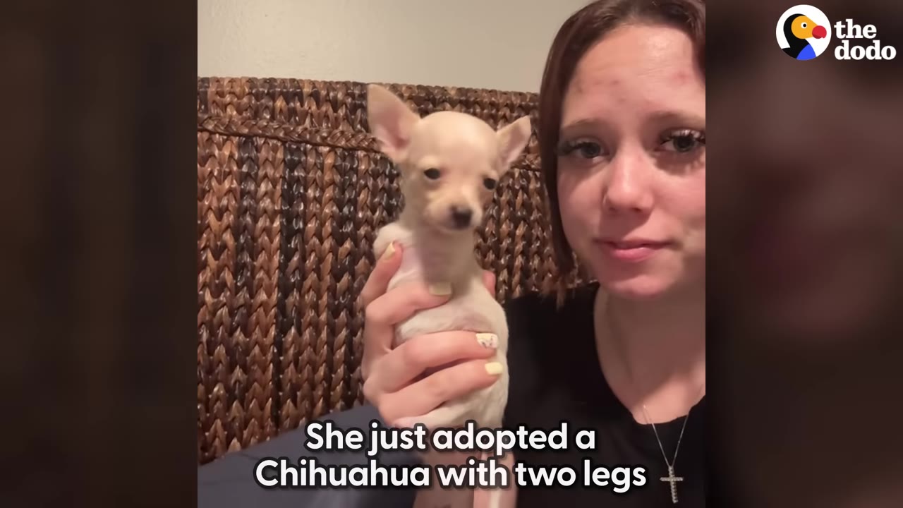 A woman holding a tiny, light-colored Chihuahua puppy in her hand.