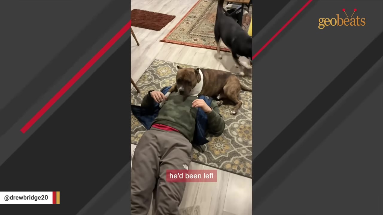 A brindle dog sits on the chest of a man lying on a patterned rug indoors.