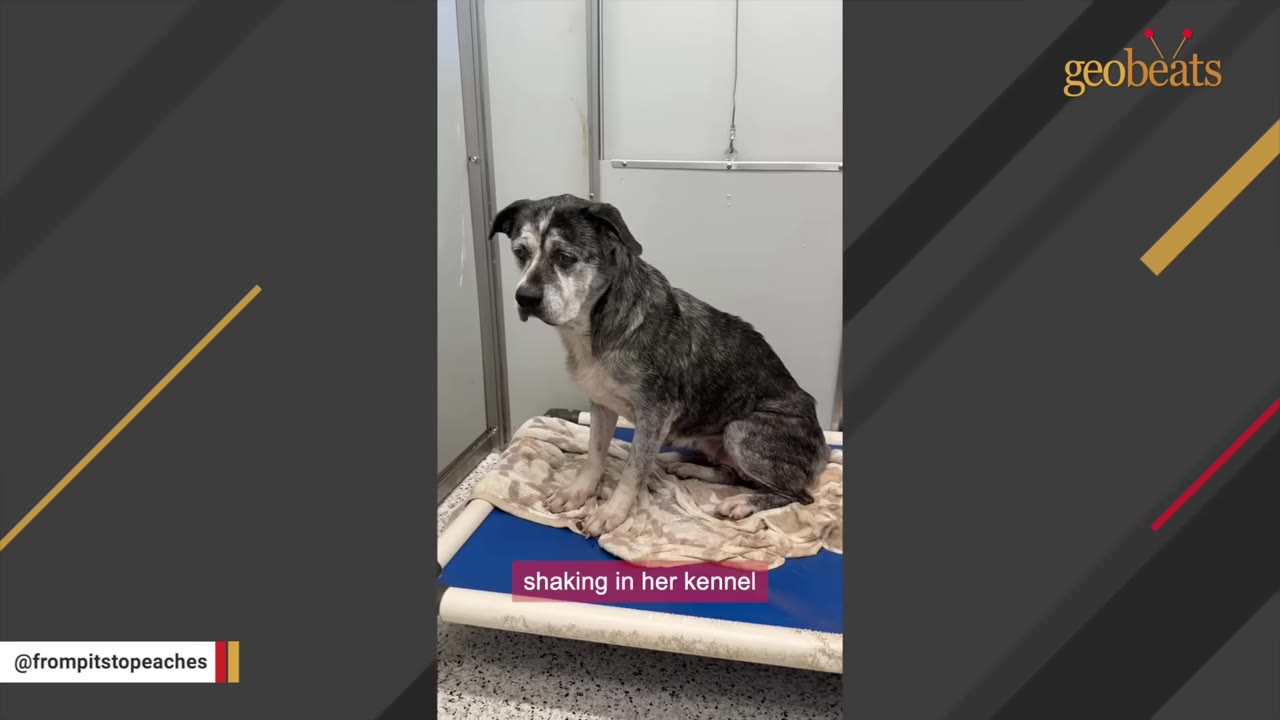 A senior grey and white dog sits hunched over on a blanket inside a metal shelter kennel, looking anxious and frightened.