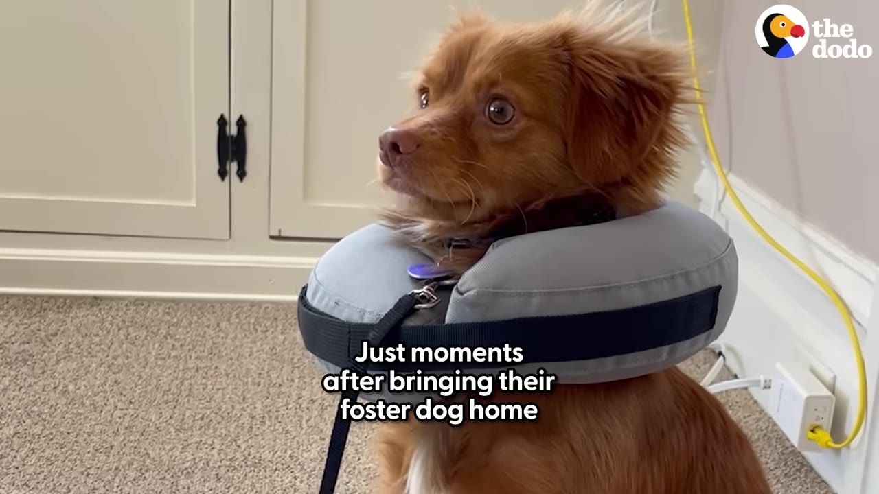 A small brown dog wearing a grey inflatable protective collar looks wide-eyed and anxious inside a home.