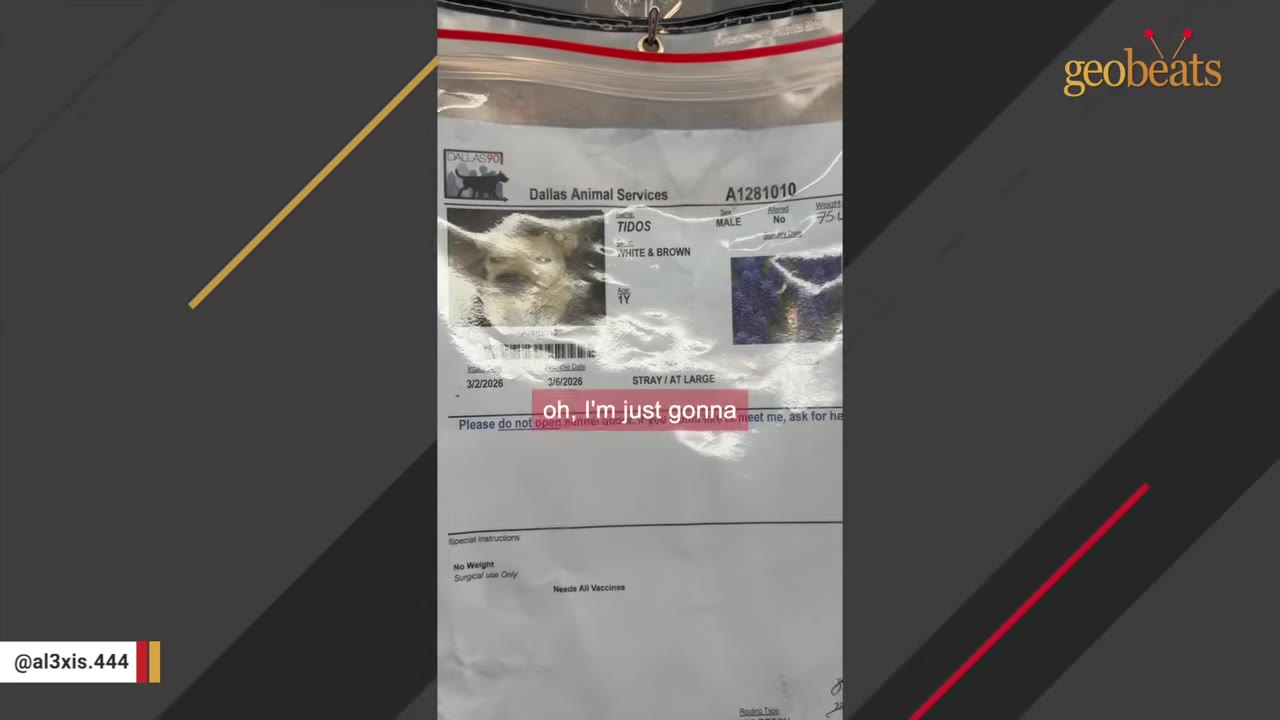 An intake document from Dallas Animal Services for a dog named Tidos, featuring a black-and-white photo of the dog.