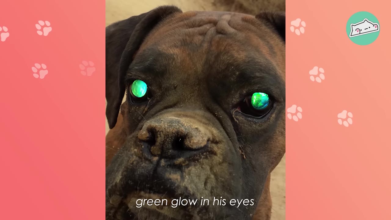 A close-up of a brown boxer dog's face, showing a bright, reflective green glow in both of its eyes.