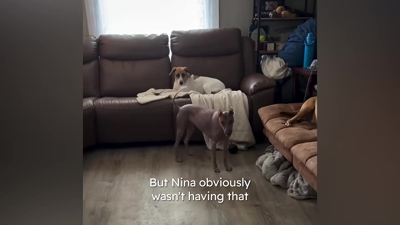 A hairless dog stands on a wooden floor in a living room while a white and brown haired dog rests on a brown leather couch behind it.