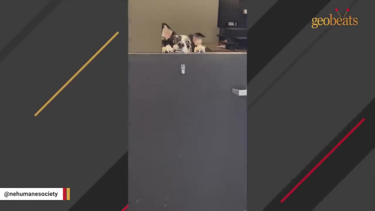 A small black and white dog peeks over the top of an office door, looking directly forward with its paws resting on the ledge.