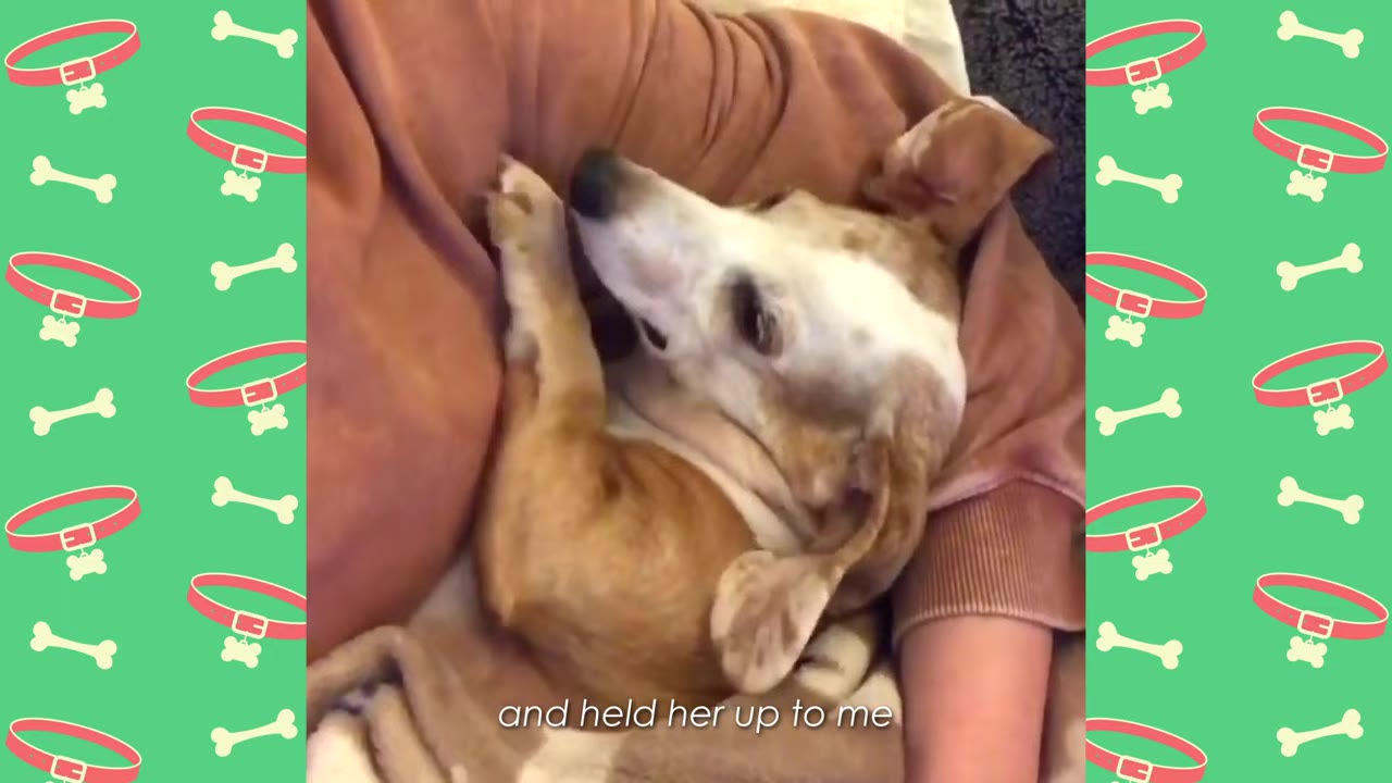A small brown and white puppy curled up and resting comfortably in a person's arms.