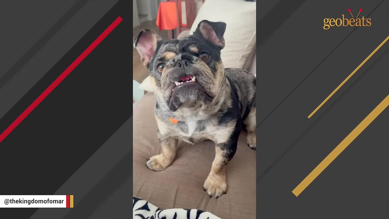 A brindle French bulldog with an underbite looks directly at the camera with an expressive, vocalizing facial expression while standing on a couch.