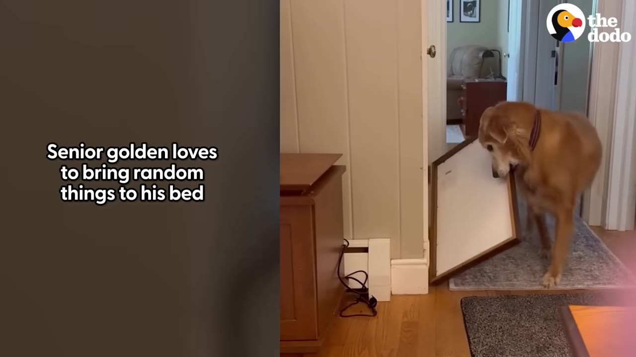 A golden retriever carrying a large framed picture in its mouth through a doorway.