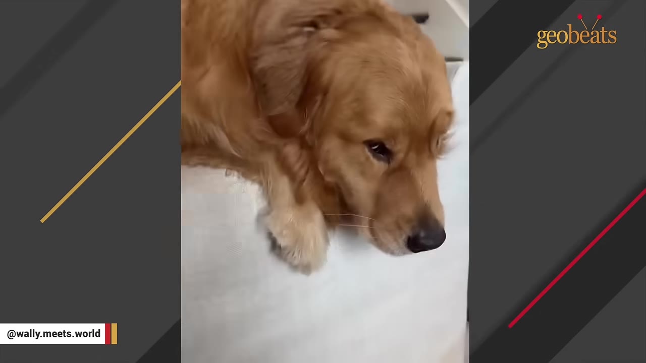 A golden retriever rests its head on a white cushion, looking down with a sad, sensitive expression.