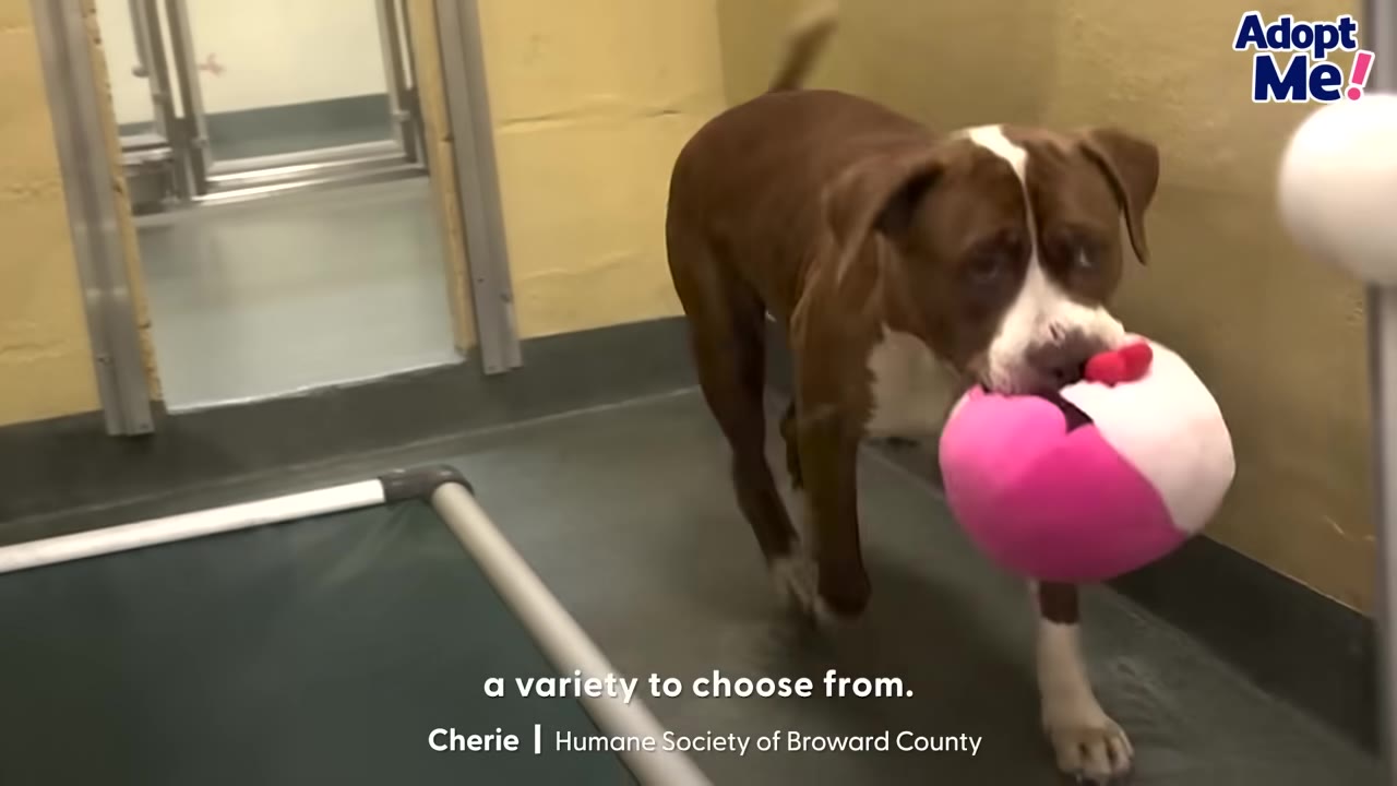 A brown and white dog walks through its shelter kennel carrying a pink and white plush toy in its mouth.