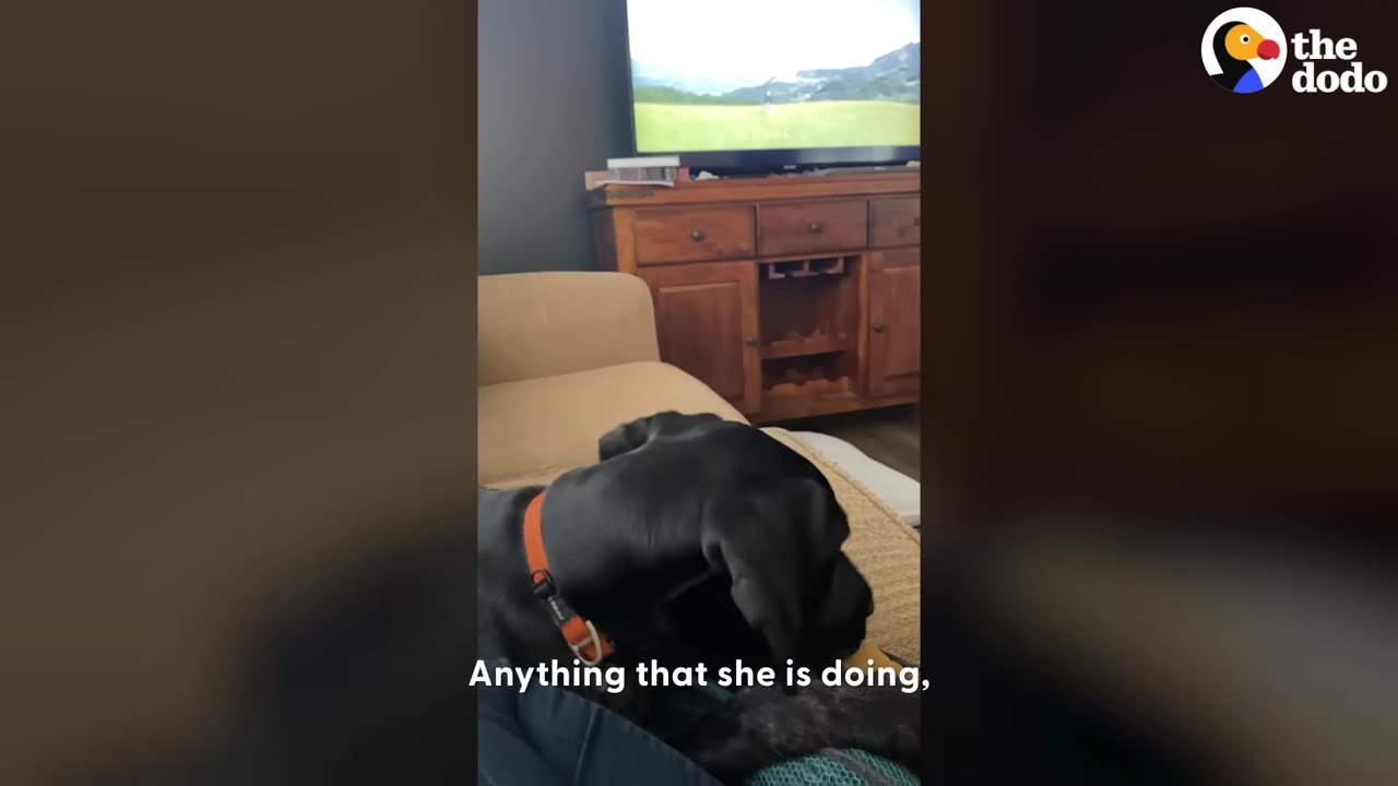 A black dog wearing an orange collar sits on a couch and watches a television screen displaying a grassy landscape.