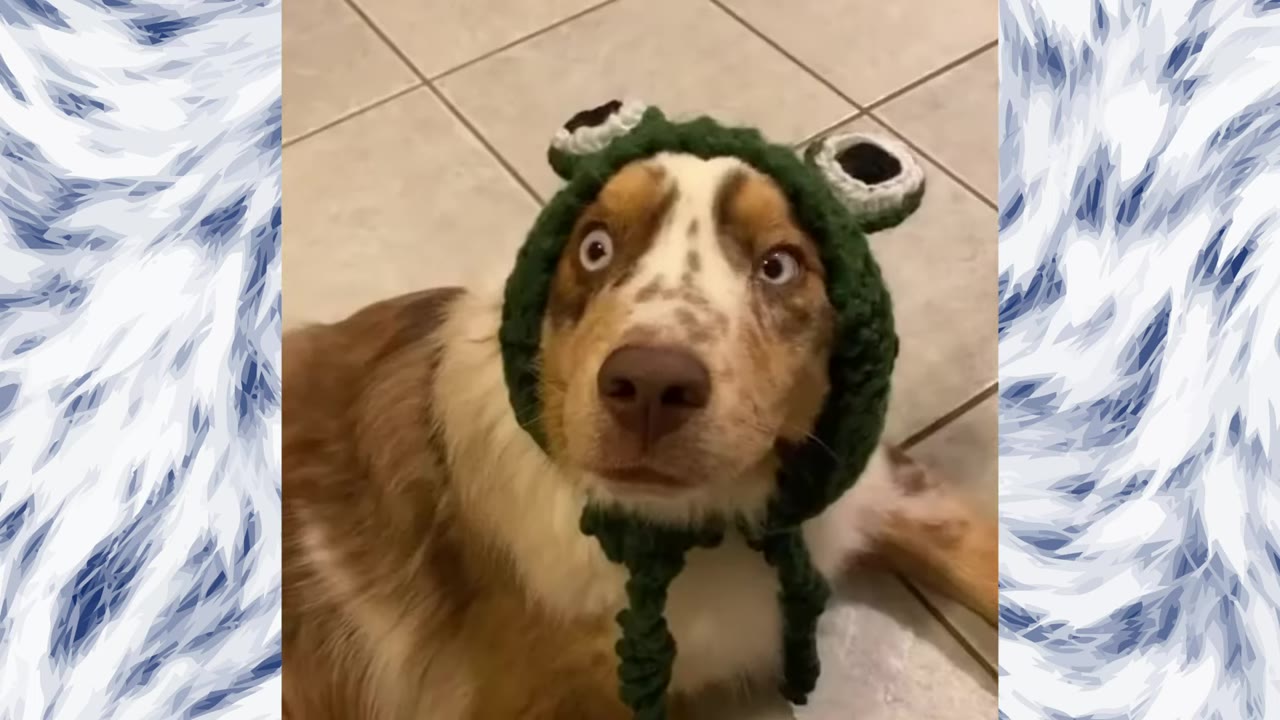 An Australian Shepherd dog named Atlas wearing a green knitted frog hat, looking up with wide, expressive blue eyes.