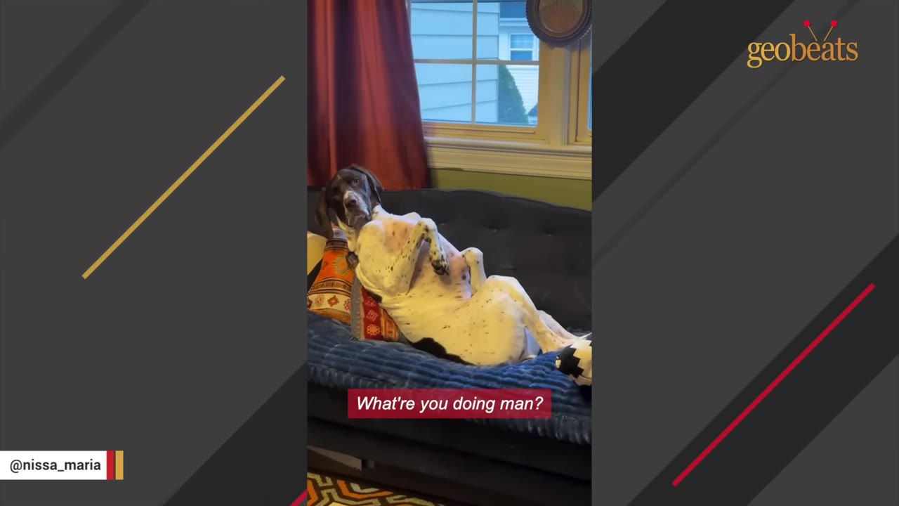 A German Shorthaired Pointer lies on its back on a dark blue couch, propped up against pillows in a human-like sitting posture.