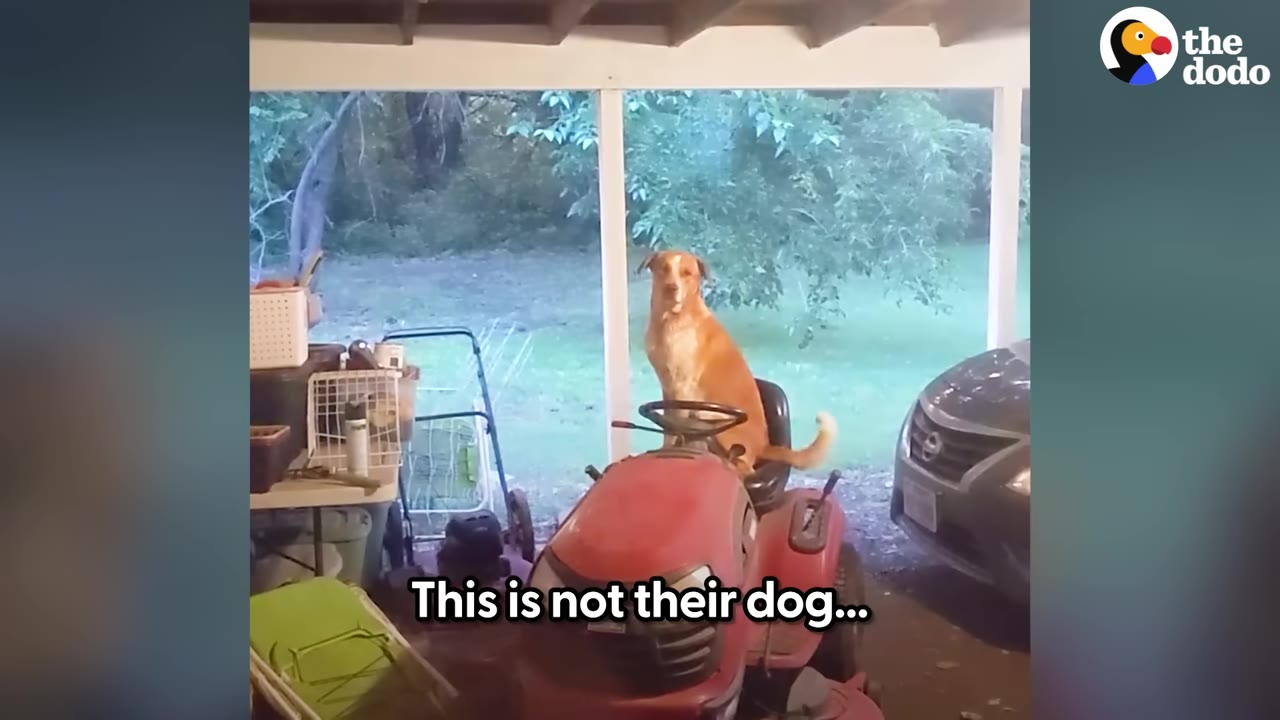 A tan and white dog sits upright on the seat of a red riding lawnmower parked under a carport.