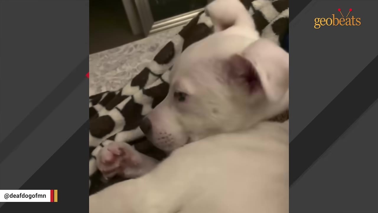 A close-up of a white puppy lying down on a patterned blanket.