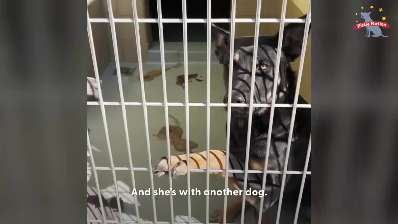A black dog with tan markings looks out from behind the white metal bars of a shelter kennel.