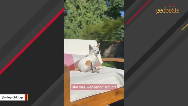 Washington Dog Had Been Lonely For Years Until A Senior Stray Appeared Beside His Favorite Spot