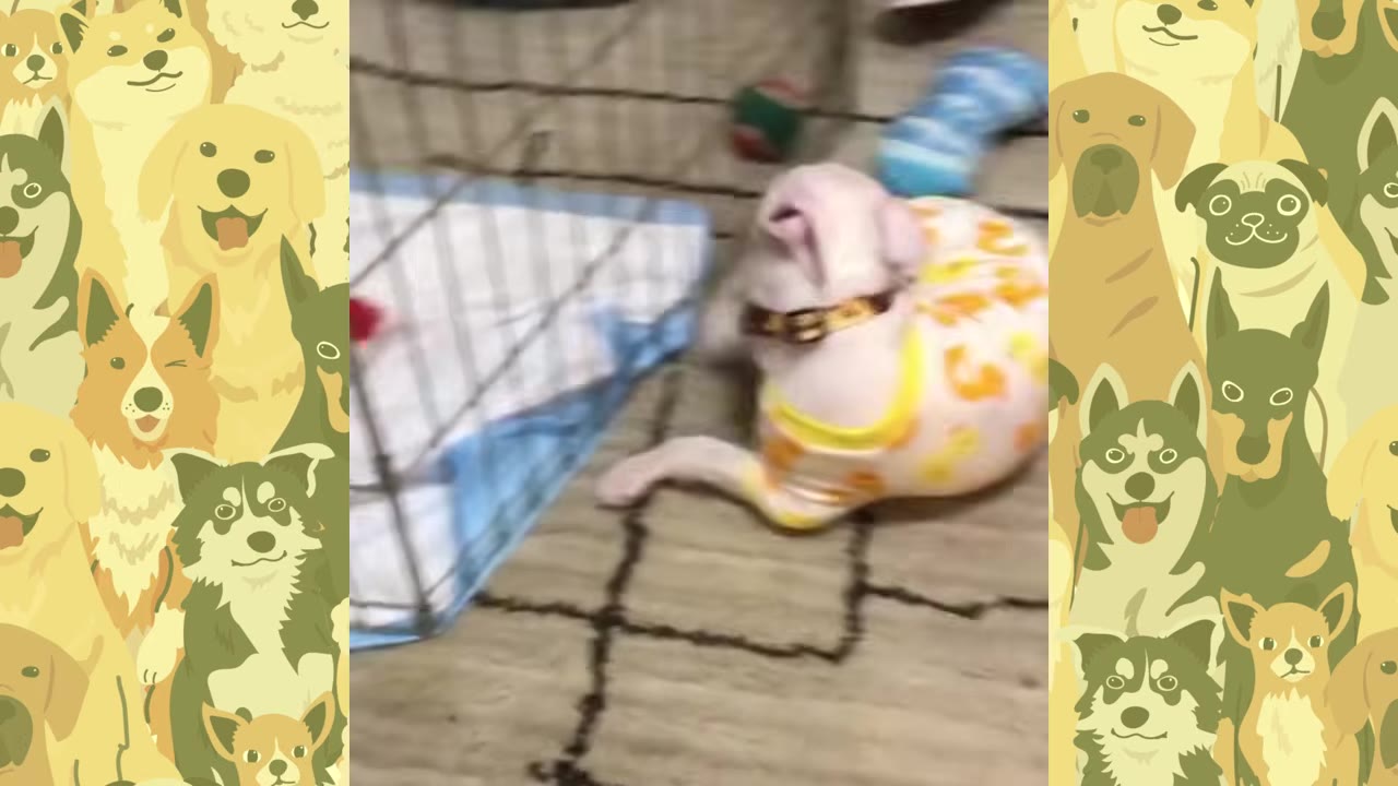 A small white puppy wearing yellow and orange duck-patterned pajamas lies on a carpeted floor next to a wire pet crate.
