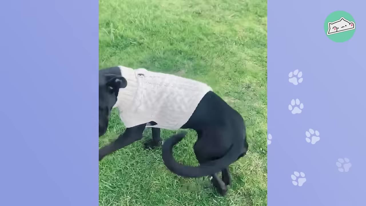 A black dog wearing a white knit sweater stands on a green lawn, leaning to one side with its hind legs bent in an unsteady posture.