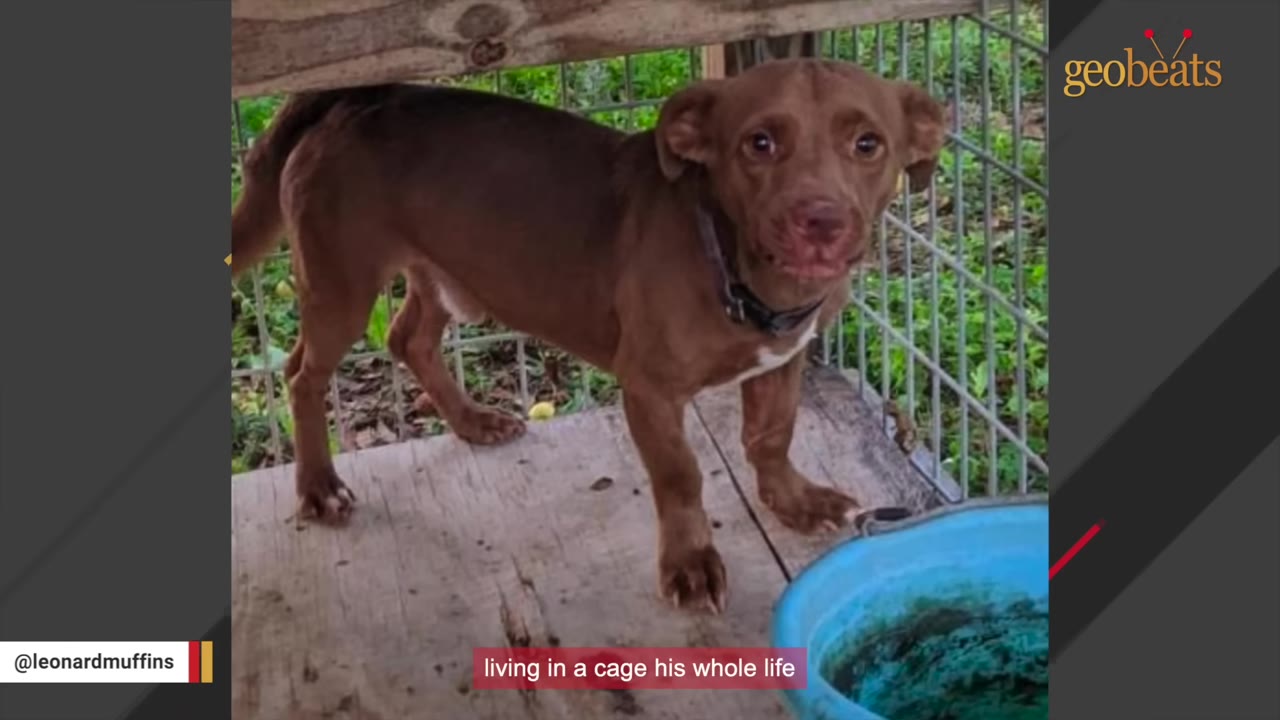 A small brown dog with wide, anxious eyes stands inside a wire cage on a wooden platform next to a blue water bowl.