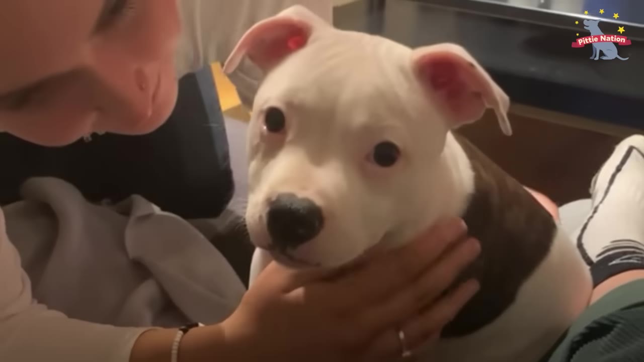 A close-up of a young white and brown dog with wide, dark eyes looking forward as a person gently cradles its chin.