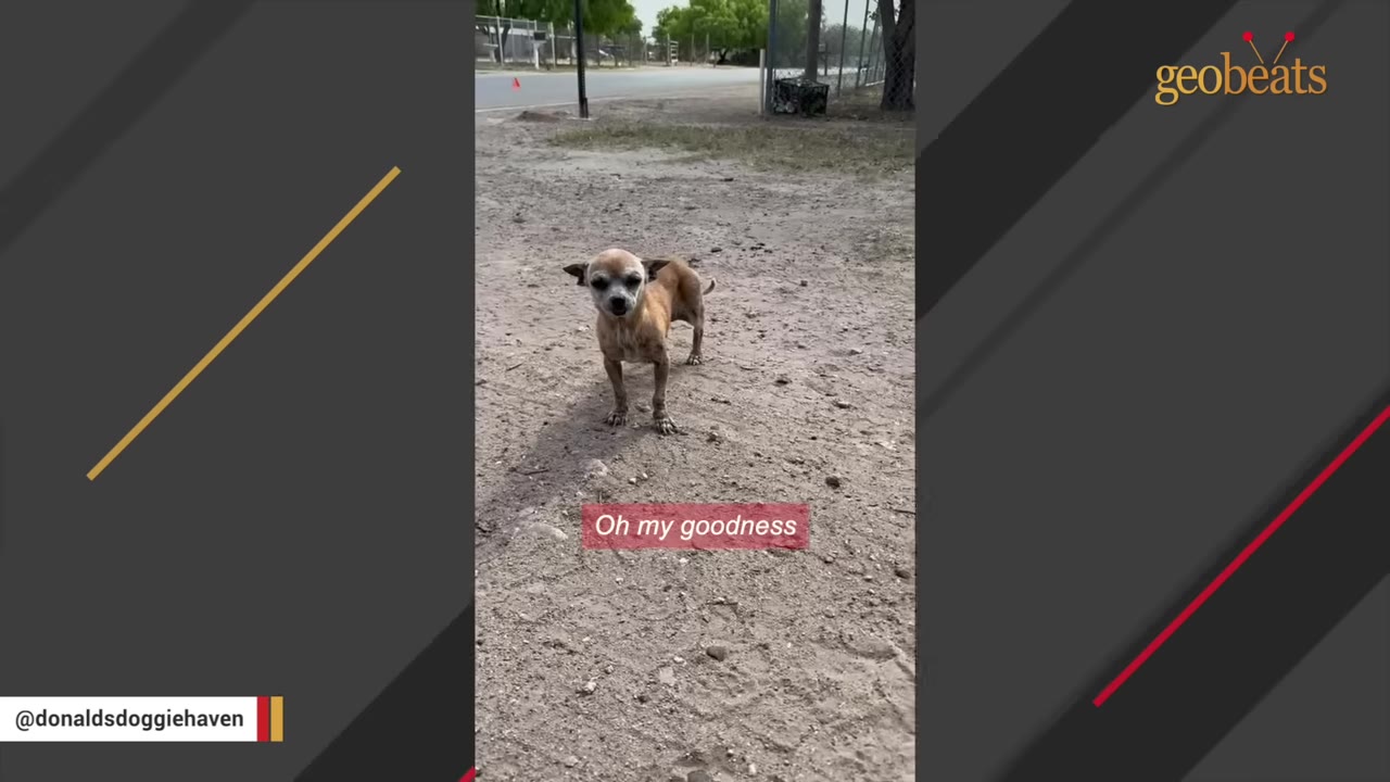 A small, scruffy brown Chihuahua stands on a dirt road, looking directly at the camera.