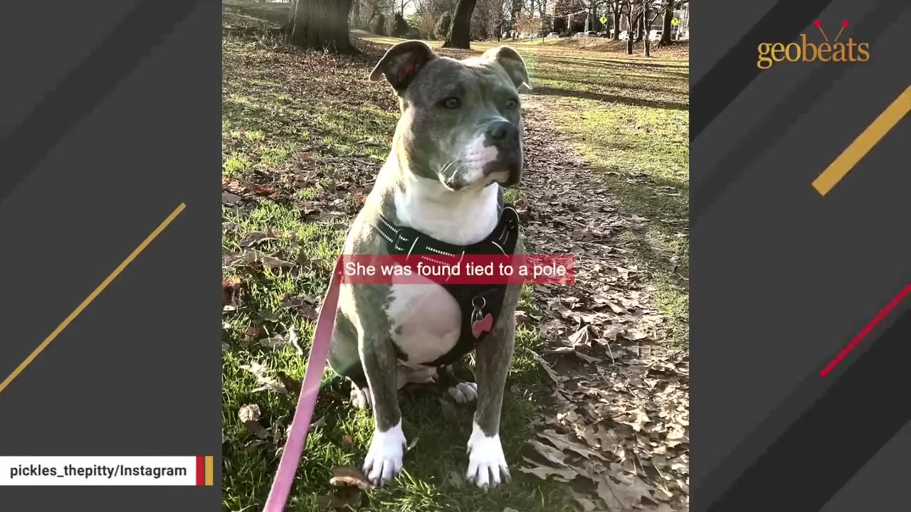 A gray and white pit bull wearing a black harness sits on a grassy area with fallen leaves, looking off to the side.