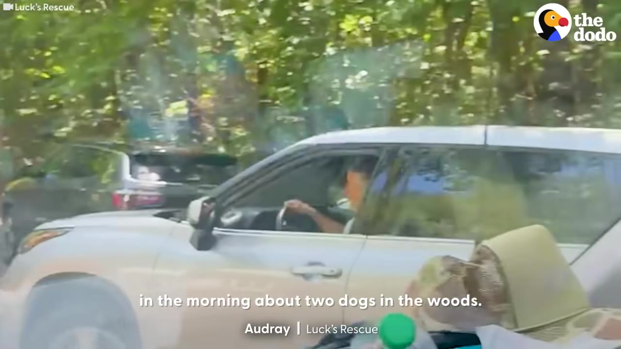 A woman driving a car on a sunny morning, with subtitles mentioning a call about two dogs in the woods.