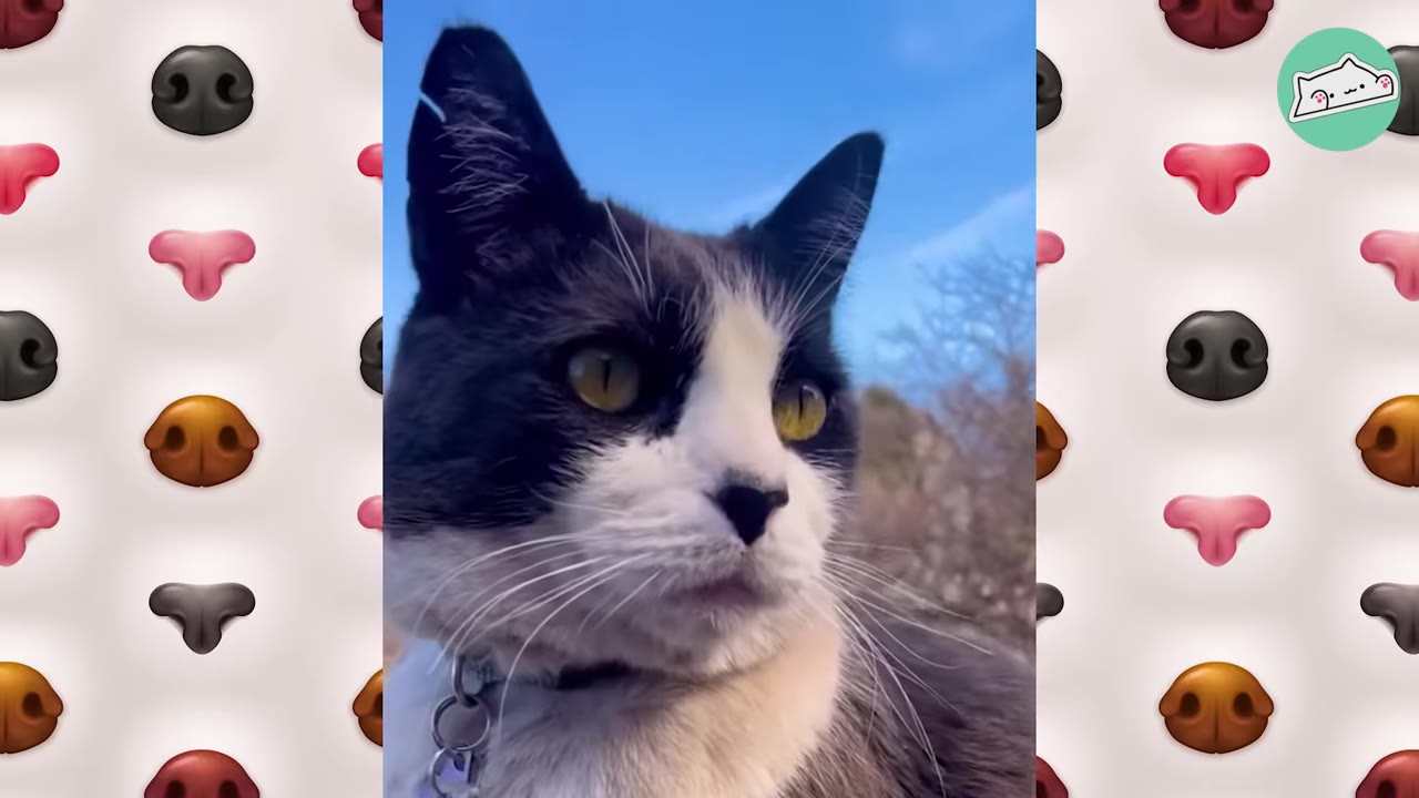 A close-up portrait of a black and white cat with yellow eyes looking off-camera against a blue sky.