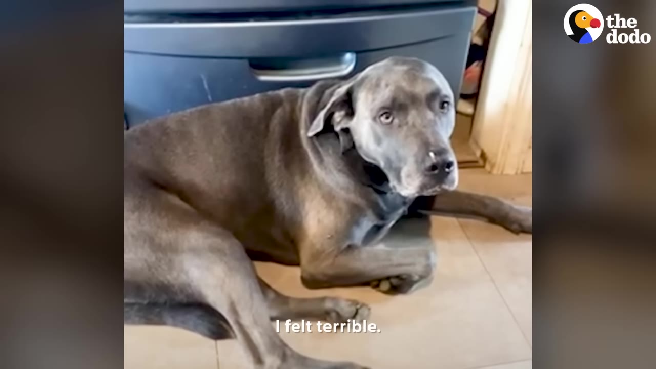A close-up shot of a grey dog lying on the floor, looking up with sad, wide eyes.