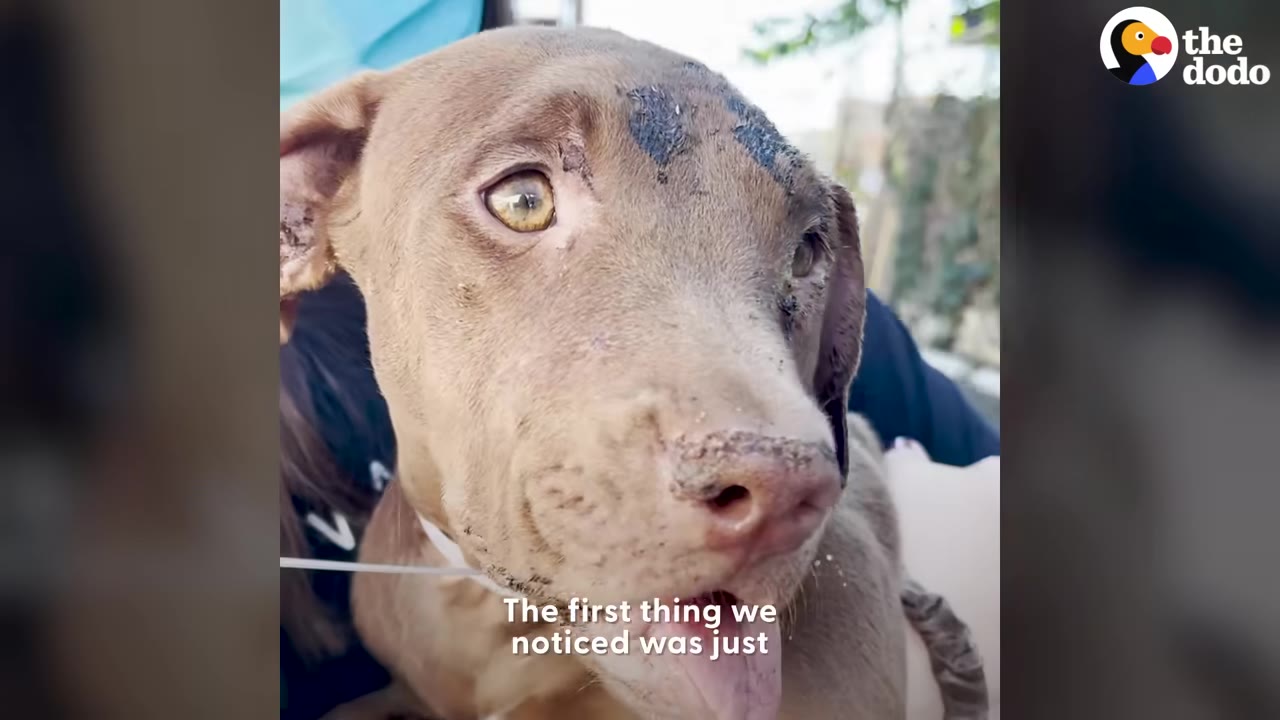 A close-up of a brown puppy with expressive eyes being held gently by a person.