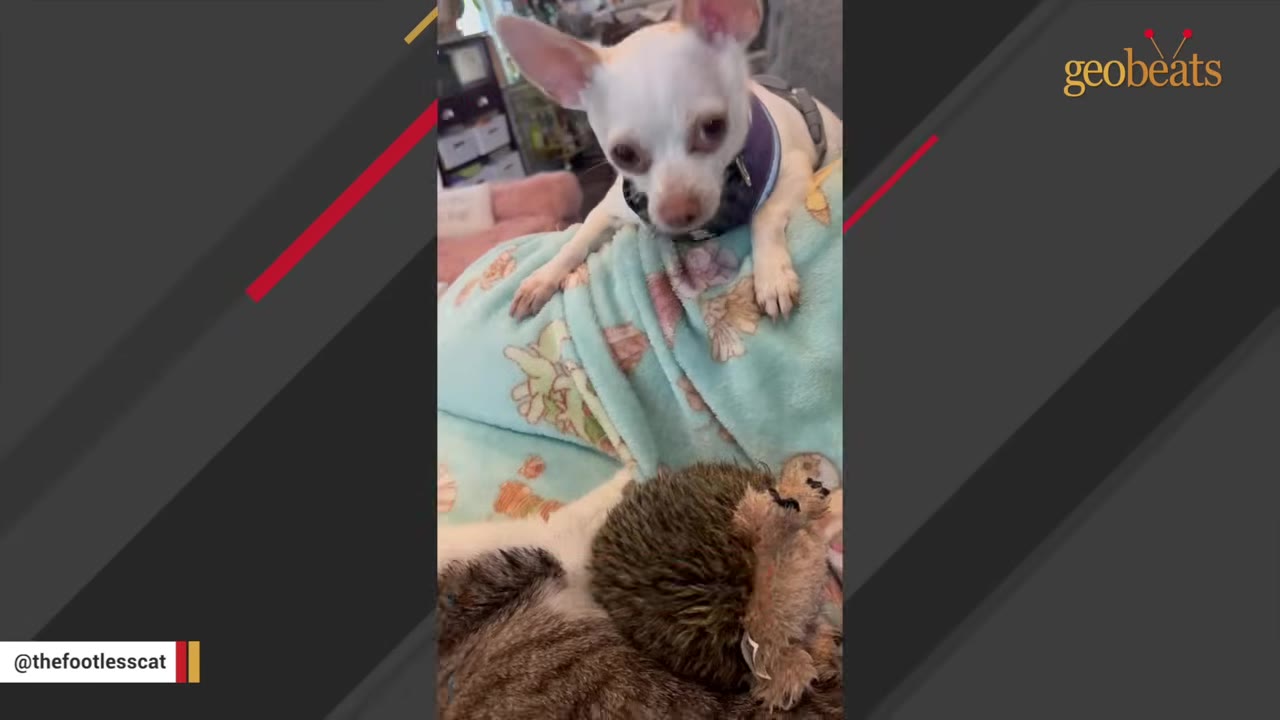 A small white Chihuahua wearing a purple harness looks down from a blue blanket toward a tabby cat lying next to a plush hedgehog toy.