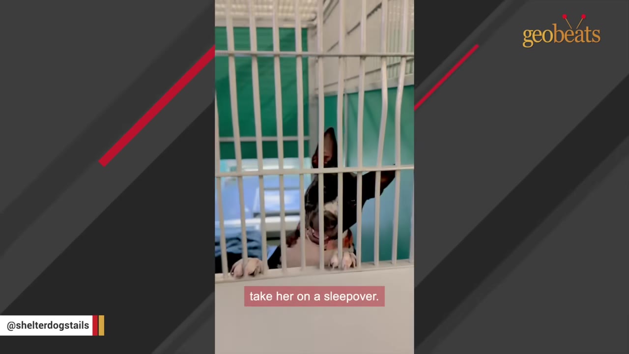 A black and white dog looking out from behind the white metal bars of a shelter kennel.