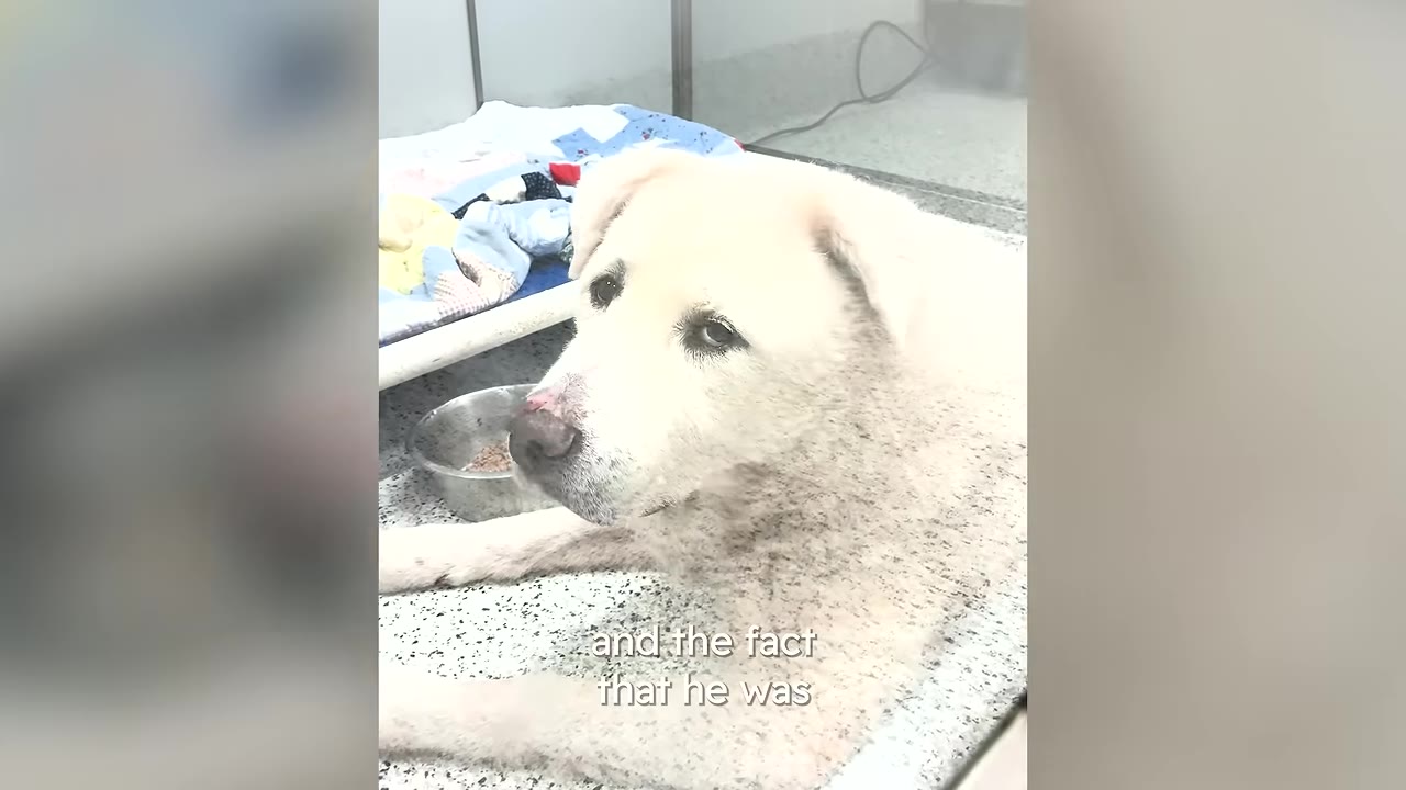 A large, white Great Pyrenees dog named Cloud lies on a speckled floor inside a shelter kennel, looking sad and overwhelmed next to a metal bowl and a dog bed.
