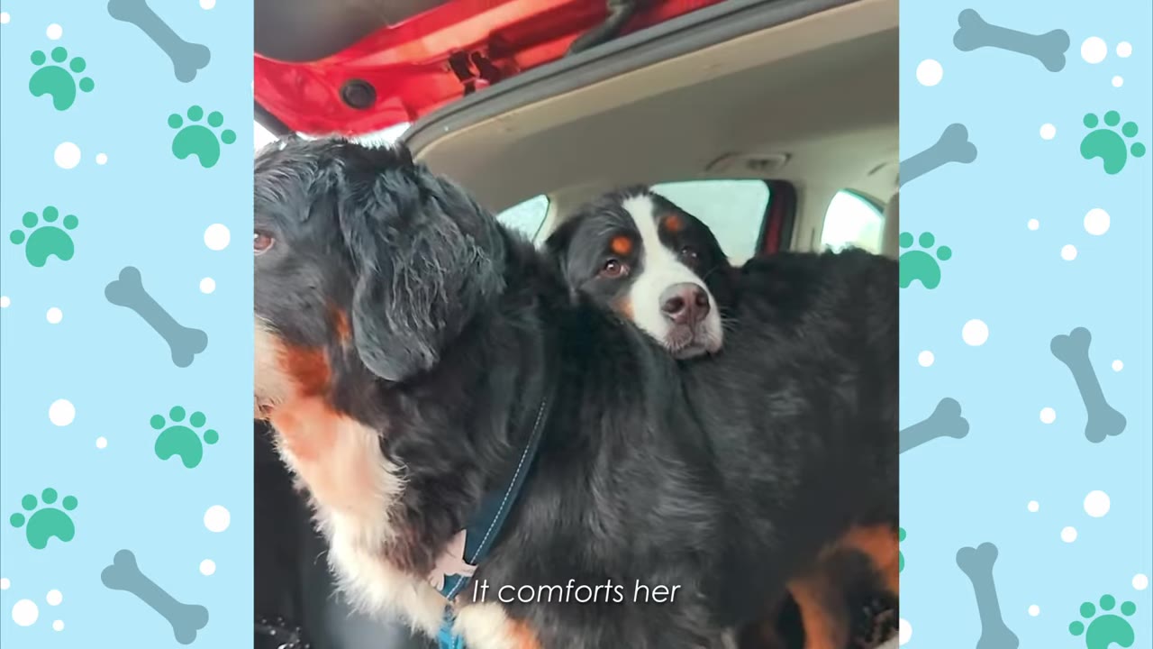 Two Bernese Mountain Dogs in the back of a car, with one dog resting its chin on the back of the other dog.