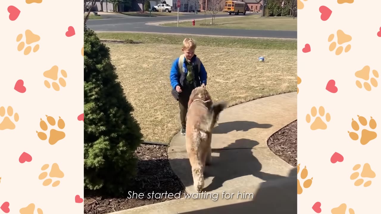 A young boy in a blue jacket smiles as he greets a fluffy golden dog standing on its hind legs to meet him on a paved walkway.