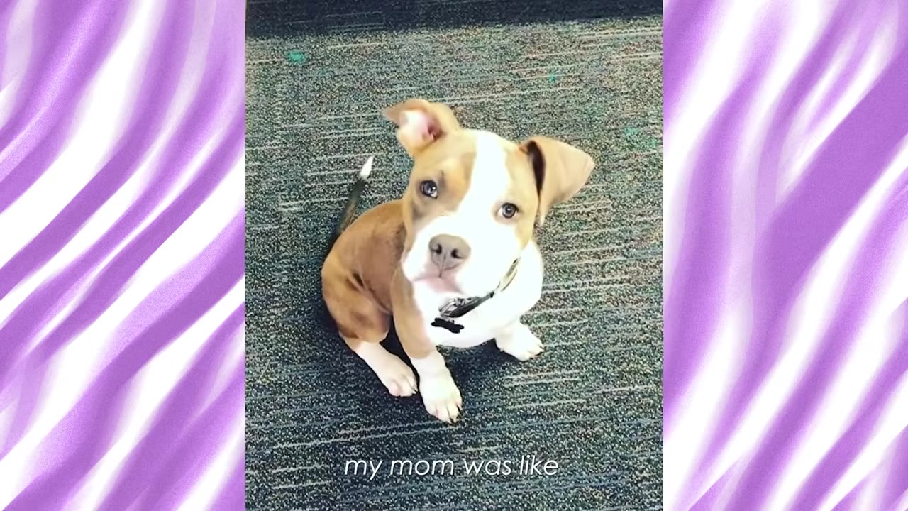 A brown and white puppy sitting on a grey carpet, looking up at the camera with a caption that reads 'my mom was like'.