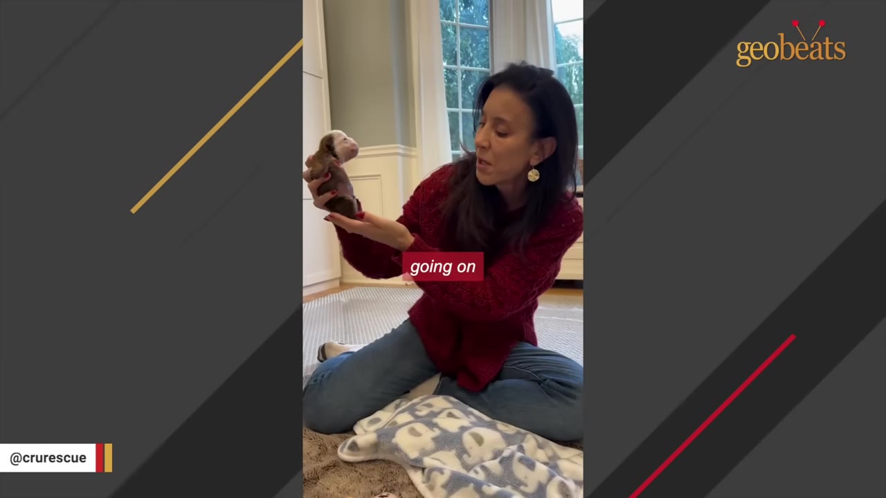 A woman in a red sweater sits on the floor holding a tiny, newborn-sized brown and white puppy in her hands.