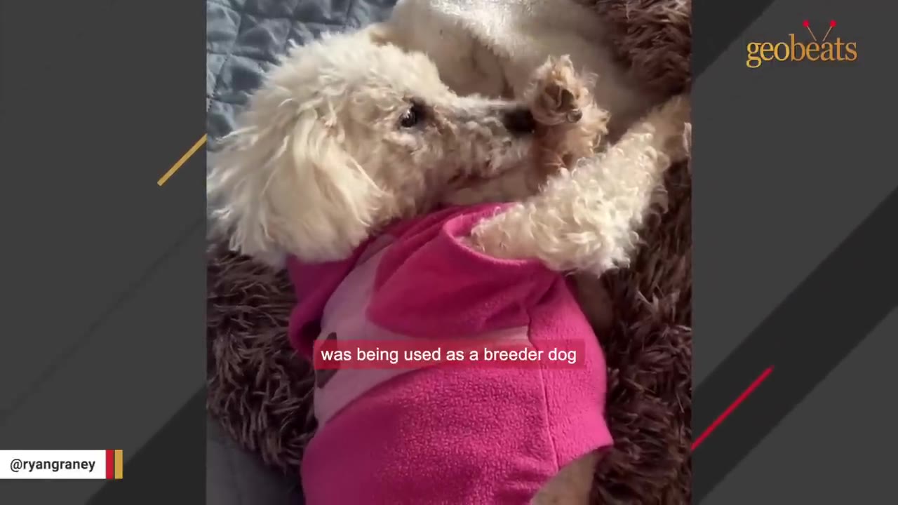 A small, white poodle wearing a pink sweater lies on a fluffy brown dog bed, looking up with a gentle expression.