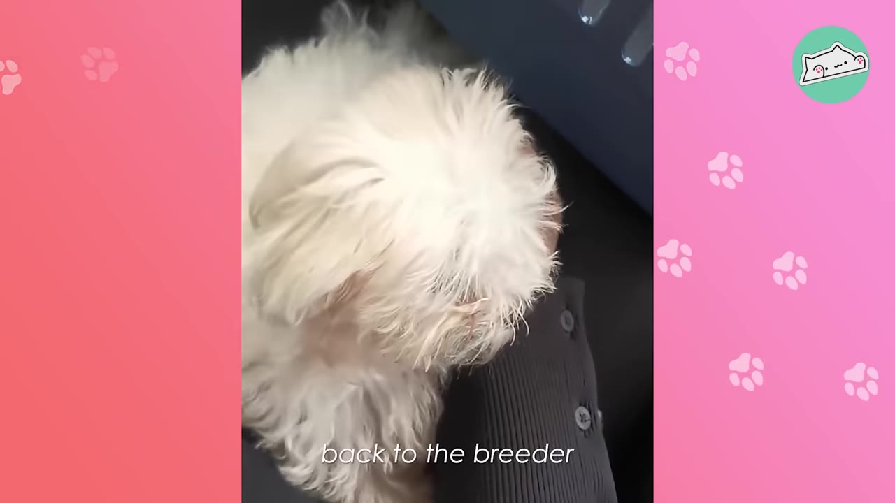 A small, fluffy white dog sits next to a person's leg with the text 'back to the breeder' displayed at the bottom.