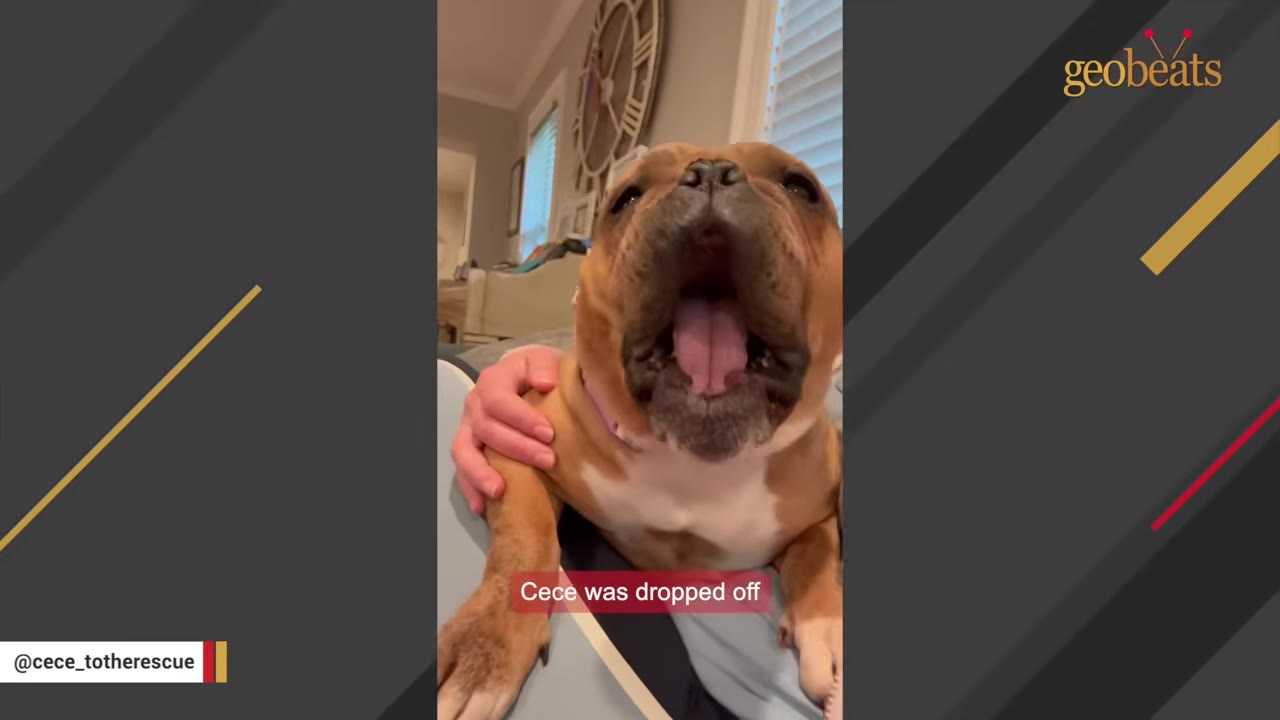 A close-up shot of a brown and white bulldog yawning with its mouth wide open while being petted by a person.