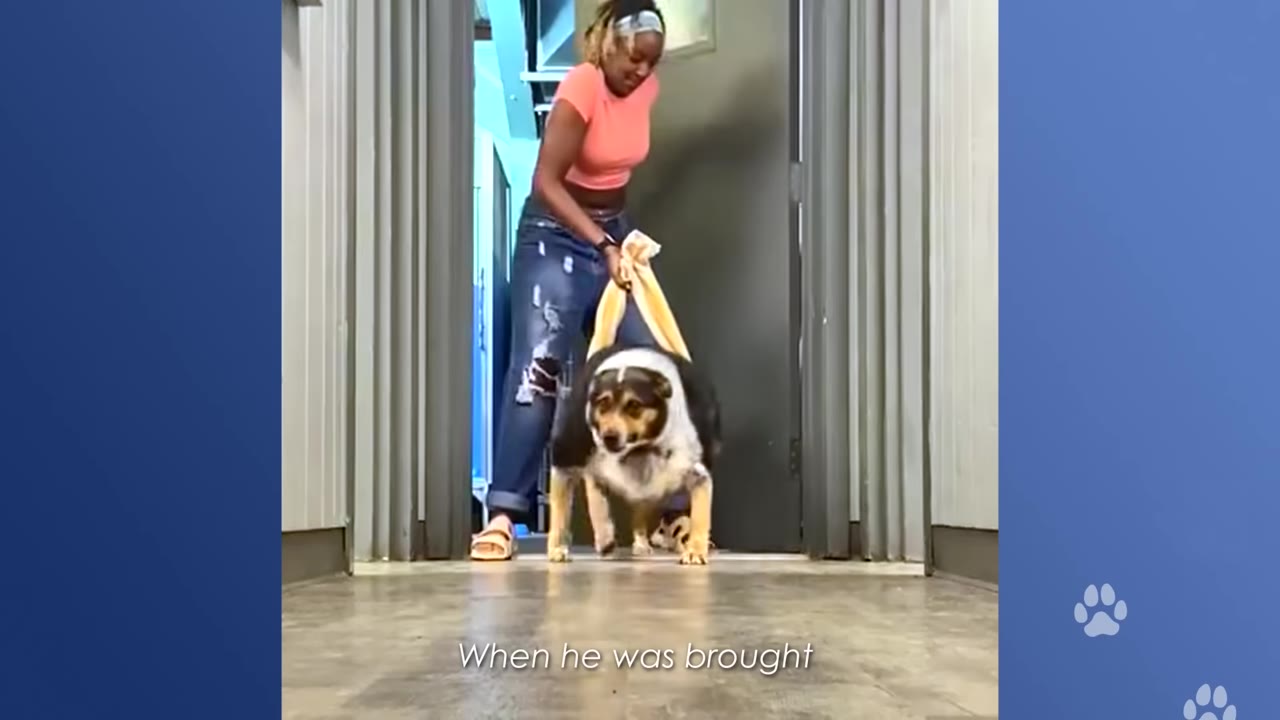 A woman in a pink shirt and jeans assists a very large, overweight dog walking through a doorway using a yellow towel sling under its belly.