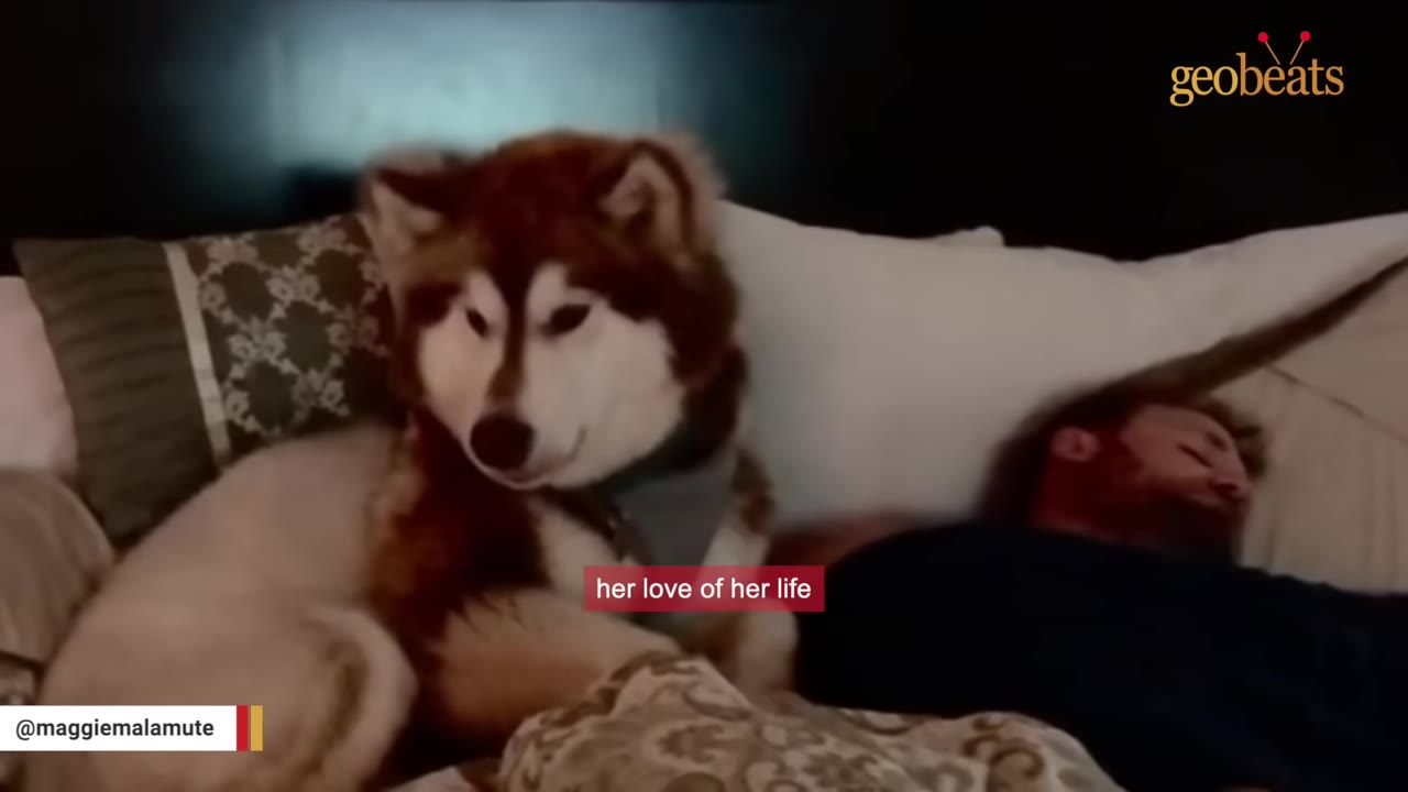 A fluffy brown and white Alaskan Malamute sits on a bed next to a sleeping man.