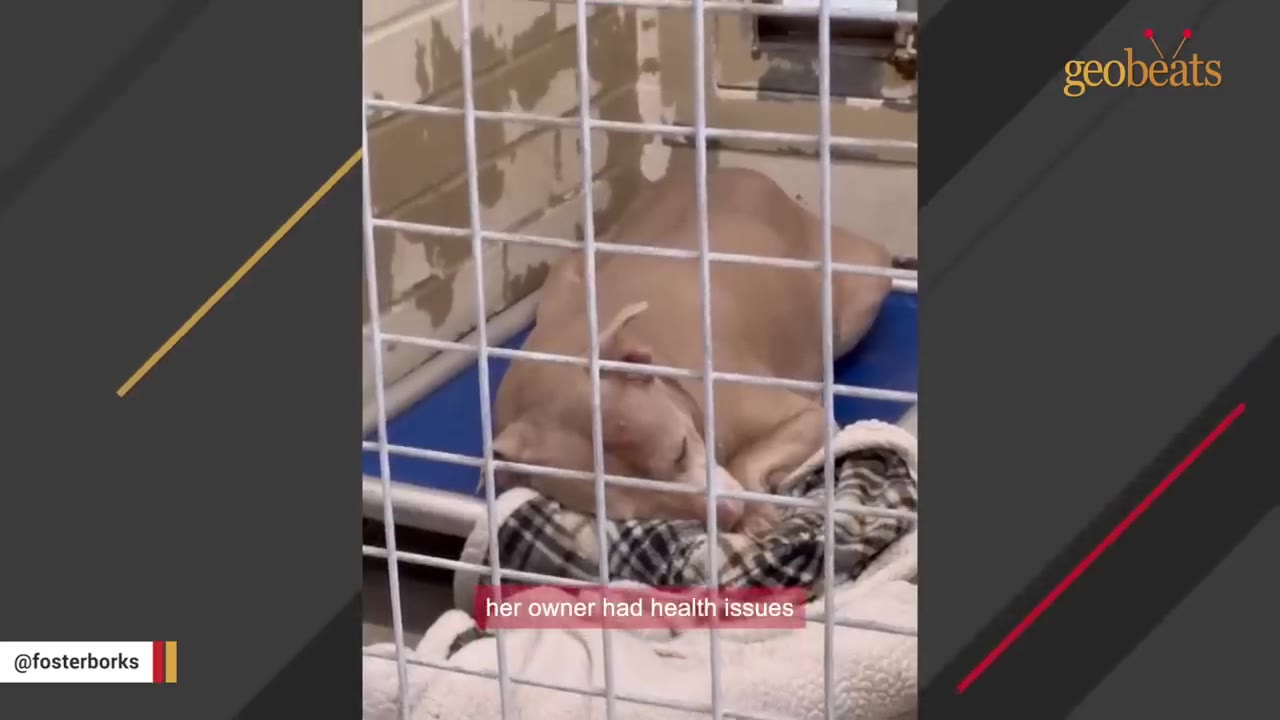 A tan pitbull lies curled up on a blue cot with a plaid blanket inside a metal wire kennel.