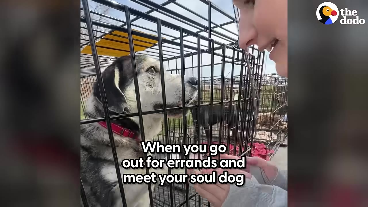 A black and white dog with a red collar inside a wire crate looks up at a person who is smiling and reaching toward the crate.