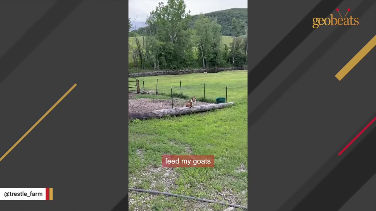 A wide view of a grassy pasture on a farm with a small brown and white dog sitting on a log in the distance.
