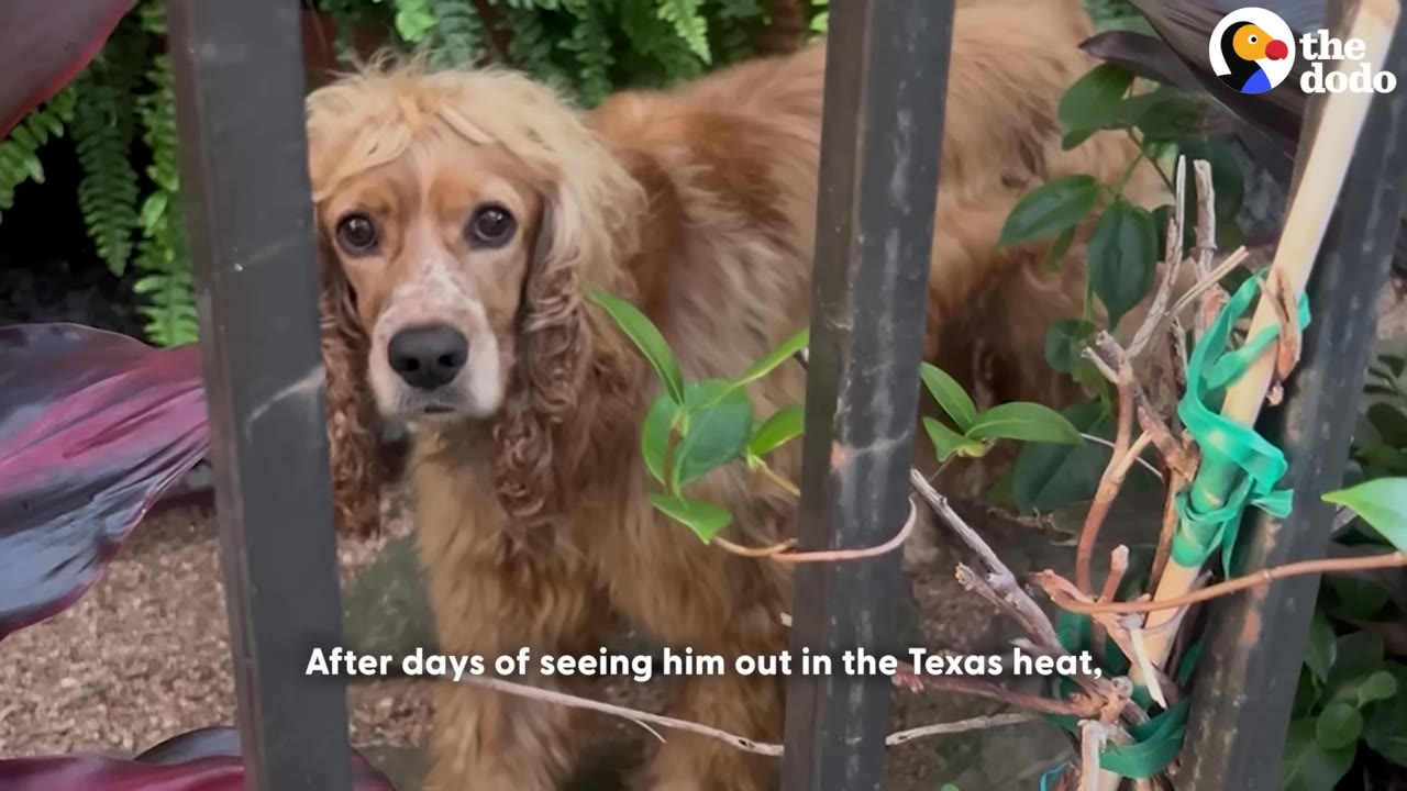 A light brown cocker spaniel looks through the bars of a black metal fence, surrounded by green plants.