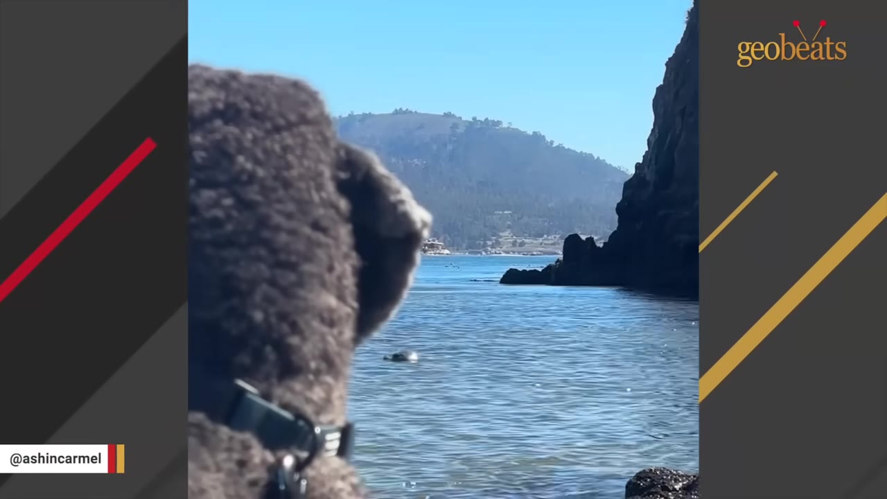 The back of a fluffy dark grey dog's head looking out at a seal swimming in the calm blue ocean water near a rocky cliff.