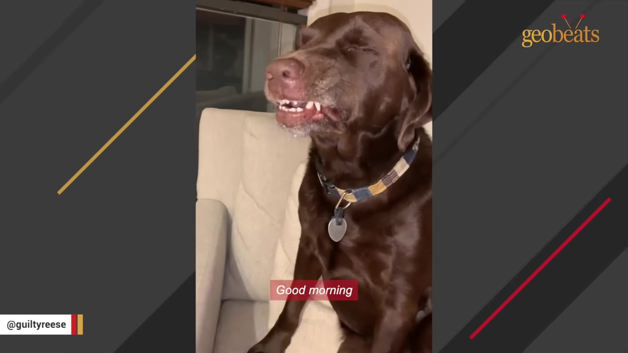 A chocolate Labrador retriever sitting on a couch, squinting its eyes and baring its teeth in a funny grin.