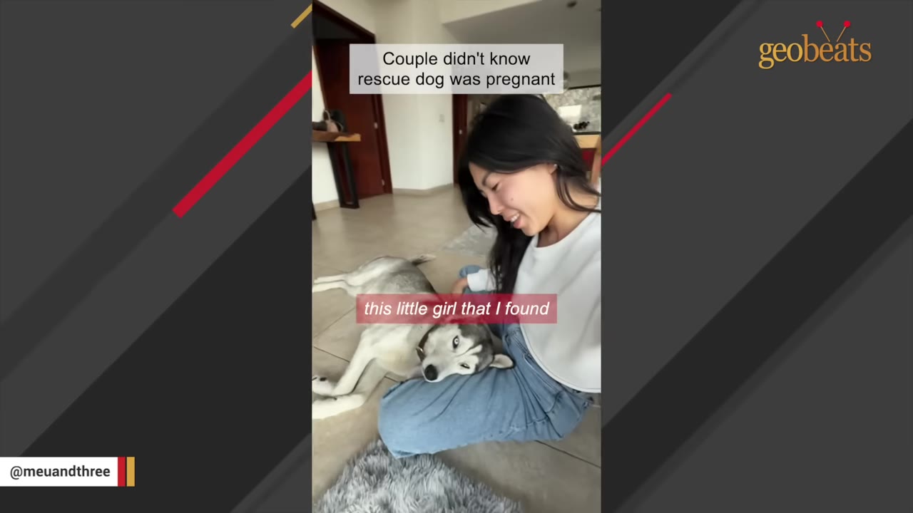 A woman sits on the floor smiling as a grey and white husky rests its head peacefully on her lap.